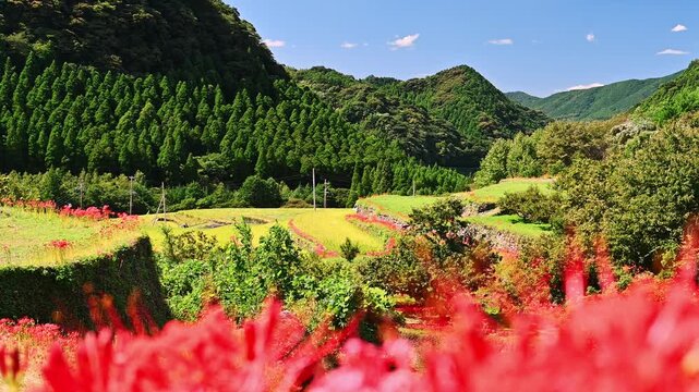 番所の棚田に咲く彼岸花と実る稲穂の風景
「黄金色の稲穂を縁取る、真っ赤な彼岸花の道。日本の秋を象徴する棚田の絶景です。」
(日本の棚田百選にも選ばれている絶景スポット)
熊本県山鹿市「番所の棚田」
Blooming red spider lilies and ripening rice stalks at Bansho Rice Terraces