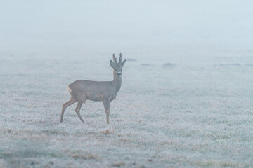 Samiec sarny (kozioł) na oszronionej łące w gęstej mgle. Klimatyczny, minimalistyczny poranek w świecie dzikiej przyrody. Idealne do projektów o naturze, ciszy i spokoju o świcie. © Henryk Niestrój