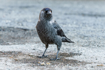 Kawka zwyczajna stojąca na betonowym podłożu. Portret ptaka z bliska, pokazujący szare upierzenie karku i charakterystyczne jasne oko. Ptak miejski w naturalnym, jasnym świetle. © Henryk Niestrój