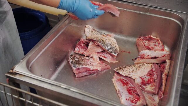 Fresh fish carcasses in stainless steel tray during processing. Preparations for a fish fillet