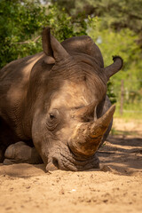 Close-up of white rhino lying on sand