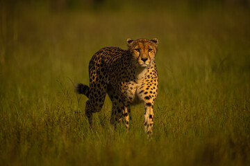 Female cheetah approaches camera through long grass © Nick Dale