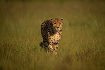 Female cheetah approaches camera through tall grass © Nick Dale