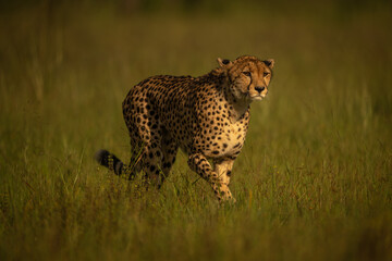 Female cheetah crosses plain in golden light © Nick Dale