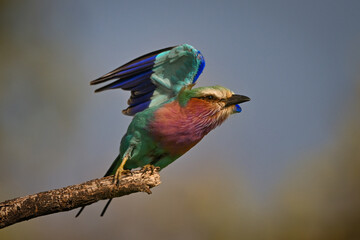 Obraz premium Lilac-breasted roller takes off with lifted wings