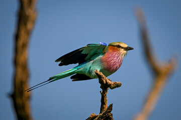 Fototapeta premium Lilac-breasted roller takes off from dead bough
