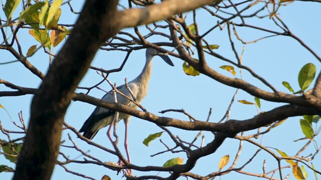 Anastomus oscitans Standing On Tree Branch