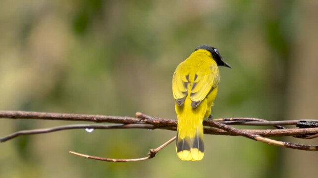 Black-headed Bulbul Singing  On Branch