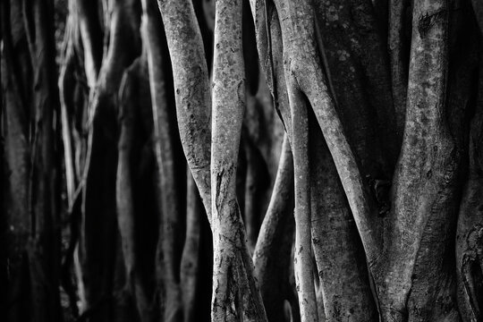 Detail of air roots of a banyan tree photographed in black and white
