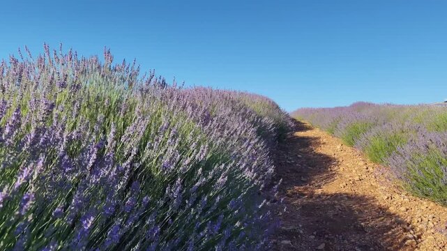 Static shot of a blooming lavender field gently swaying in the wind. Purple flowers move softly in natural light, creating a calm and relaxing countryside atmosphere. Concept of summer, nature