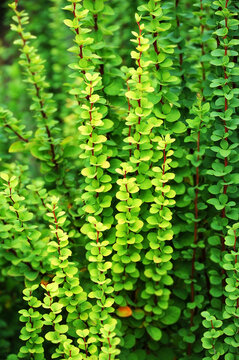 Green barberry (Berberis) Erecta