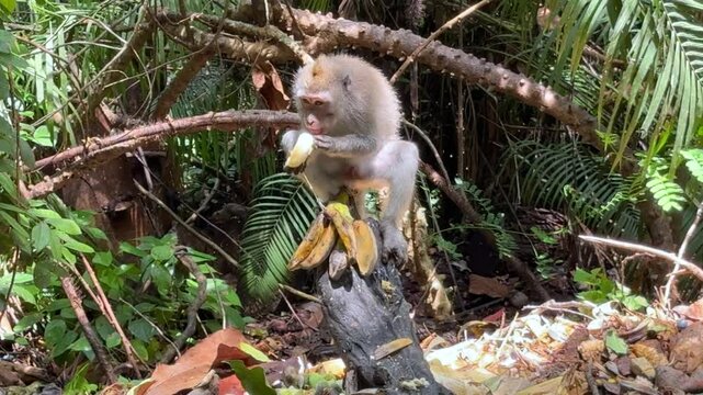 Monkey in Ubud Monkey Forest Bali Indonesia