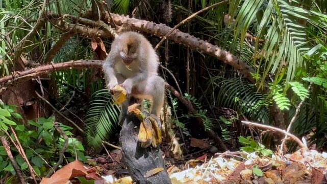 Monkey in Ubud Monkey Forest Bali Indonesia