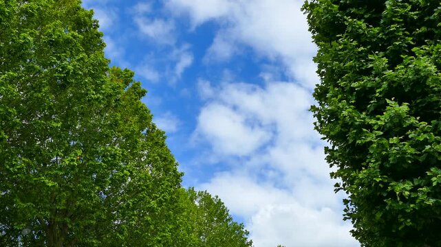 新緑のマロニエと空の雲