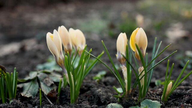 Group of crocus flowers growing in garden soil in early spring. Calm natural scene with soft warm evening light and shallow depth of field.