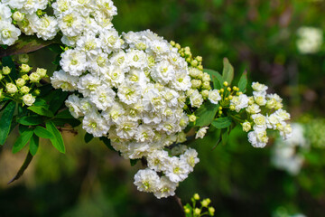 Close-up of blooming white Reeves Spiraea flowers on a branch with a soft green background.