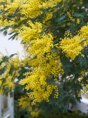 Close up of Blooming Mimosa Tree with Bright Yellow Flowers. Fresh Acacia Dealbata Blossoms in Early Spring. Natural Floral Background with Vibrant Golden Wattle.