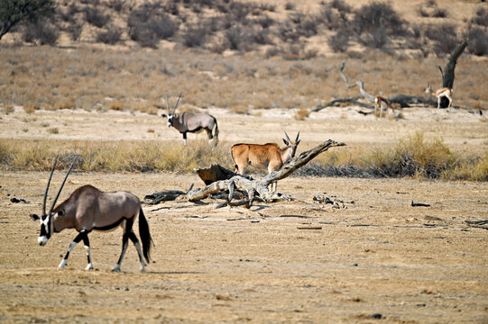 Several oryx Oryx gazella and an eland Taurotragus oryx move across the open, dry terrain of the Kgalagadi Transfrontier Park