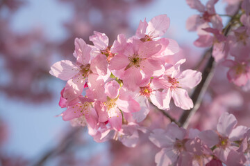 pink cherry blossom in spring