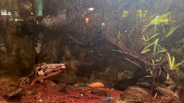 Ancient Dinosaur Fish Gliding Through a Tropical Fish Tank