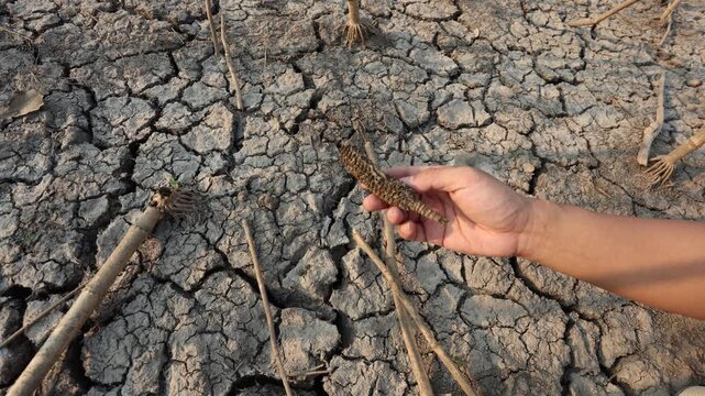 Crop failure and drought impact on agriculture, hand holding dried corn on cracked soil