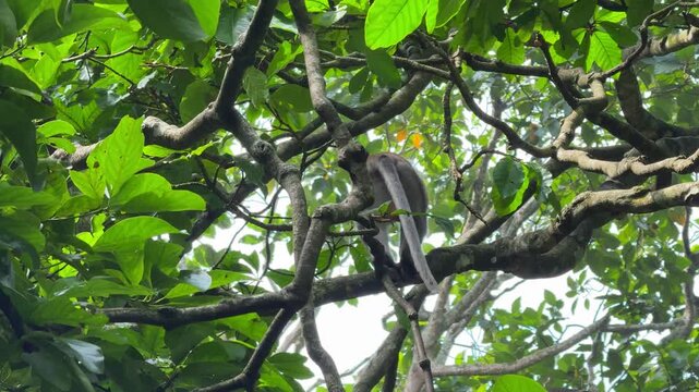 Monkey sitting on tree branch