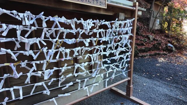 Traditional Omikuji Fortune Papers Tied at Japanese Shrine