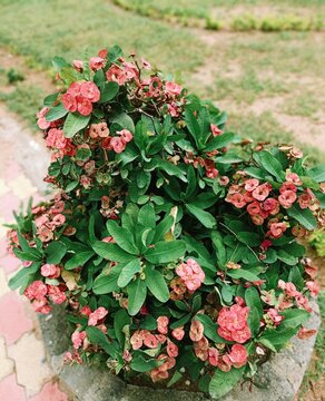 flowers in a pota Crown of Thorns plant (Euphorbia milii), a hardy succulent shrub. 