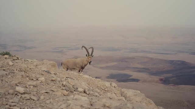 Nubian ibex goat standing on cliff overlooking Ramon Crater in Israel's desert. Beautiful landscape and scenery seen by majestic horn animal typical for Negev region in Holy Land by Mitzpe Ramon town