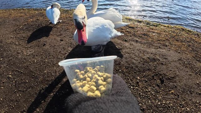 POV Feeding Swan by the Lake in Japan