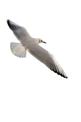 Obraz premium White seagull flying with wings spread isolated on transparent background, elegant seabird in flight, coastal wildlife bird with detailed feathers.