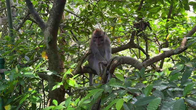 Monkey sitting on tree branch