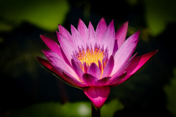 Beautiful blooming lotus flowers in a peaceful home pond. A serene collection of tropical water lilies in various stages of bloom, perfect for nature, wellness, and meditation themes.