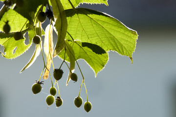 Gros plan sur les graines et le feuillage d'un tilleul 