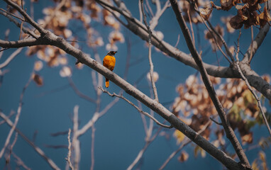 Male Daurian Redstart (Phoenicurus auroreus) Perched on Bare Branch in Natural Habitat