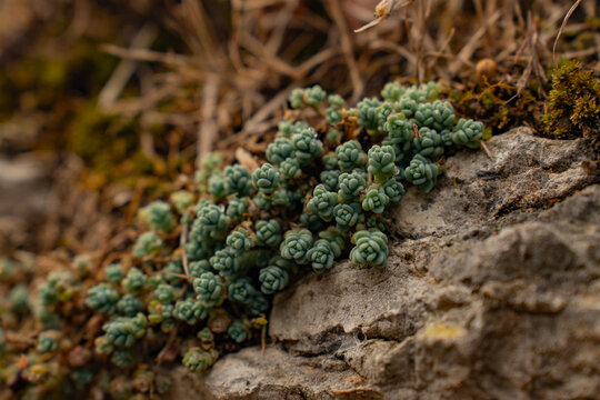 Epic sedum dasyphyllum succulent stone wall macro texture background. 
Cinematic close up of wild green corsican stonecrop plants 
growing on historic limestone rock mountain ridge.
