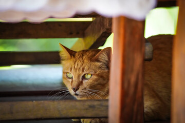 A naughty cat is looking at another cat © Tossatis