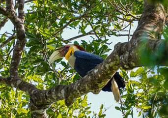 A Wreathed Hornbill at Khao Yai National Park.