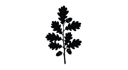 Detailed oak branch with leaves and acorns black silhouette © MD