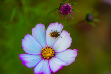 Fototapeta premium Guest on the Bloom: Stink Bug and Cosmos