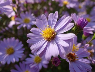 Obraz premium Vibrant Purple Aster Flowers Blooming in a Sunny Garden.