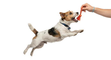 Dog Jumping to Catch Toy.