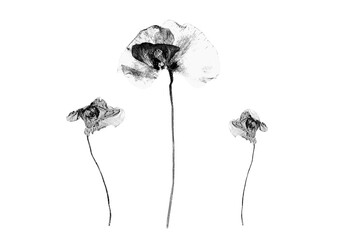 PNG fotografía fondo transparente. Ramo decorativo de amapolas. Plantas y flores secas en blanco y negro. Para Herbario. © BeatrizLópezGallego