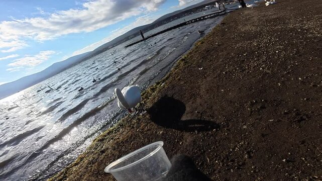 POV Feeding Swan by the Lake in Japan