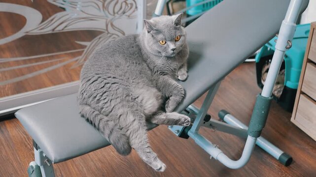 A gray British Shorthair cat rests lazily on a home exercise machine in a living room. Concept of laziness, avoiding workouts, domestic pets, and humorous anti-fitness themes.