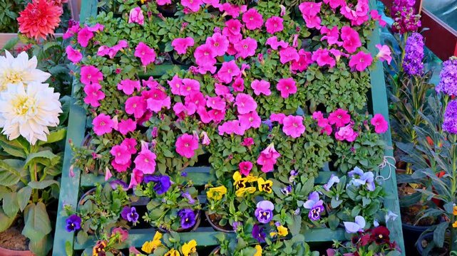 A green wooden pallet serves as a vertical garden, displaying rows of pink, purple, and yellow pansies. Clay pots with multicolored ranunculus line the bottom.