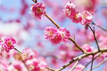 Obraz premium 春になり咲き始めた梅の花