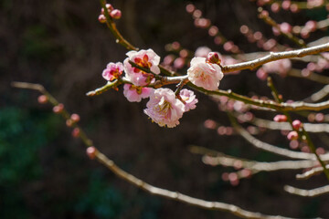 春になり咲き始めた梅の花