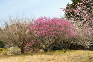 山に咲くピンク色の梅の花