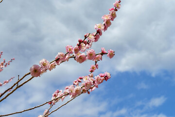 春になり咲き始めた梅の花